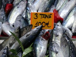 3 Tane Palamut 100 Lira