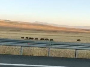 Kars’ta Domuz Sürüsü Cep Telefonuyla Görüntülendi