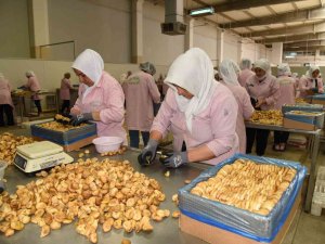 Aydın İnciri İhracatta Rekora Koşuyor