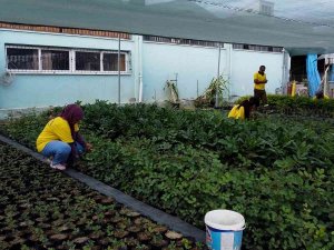 Tarsus’ta Belediyeye Ait Fidanlıklarda Tarımsal Üretime Destek Veriliyor