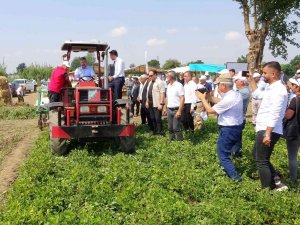 Yerli Ve Milli “Ayşehanım” Yer Fıstığının Hasadı Başladı
