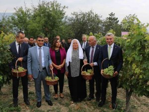 Safranbolu’nun Yerel Ürünü ’Çavuş Üzümü’ne Coğrafi İşaret