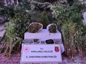 Kırklareli’nde 558 Kök Hint Keneviri Ele Geçirildi