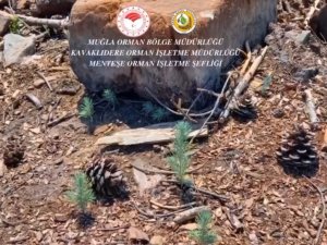 Kavaklıdere’de Yanan Alanlarda Çalışmalar Sürüyor