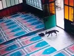 Kurnaz Tilki Önce Cami İmamının Ayakkabısını, Sonra Köyün Tavuğunu Çaldı