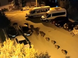 Bursa’da Domuz Sürüsü Şehir Merkezine İndi