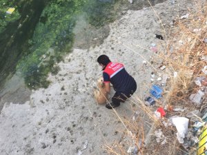 Derede Mahsur Kalan Köpeği İtfaiye Kurtardı