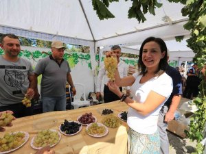 Üzüme Dair Her Şey Bu Şenlikte