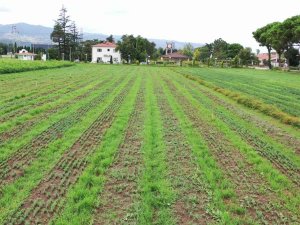 Yeşil Vatana 10 Milyon Fidan