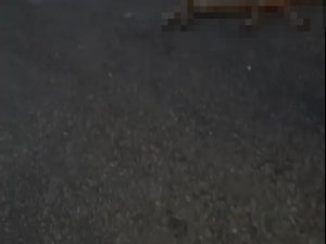Yalova’da Otomobil Sürüye Daldı: 18 Koyun Telef Oldu