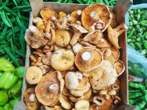 İ̇lk Kanlıca Mantarı Tezgahlarda Yerini Aldı: Kilogramı 80 Tl’den Satılıyor