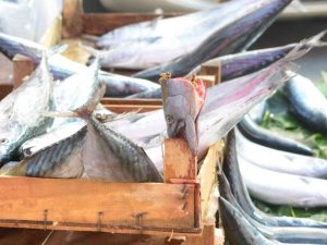 Tekirdağ’da Palamudun Tanesi İriliğine Göre 25 Ve 50 Tl’ye Kadar Düştü