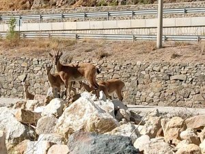 Yaban Keçileri Torul İlçe Merkezine İndi
