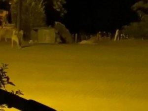 Tunceli’de Ayılar Kenti Mesken Tuttu