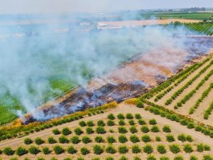 Erzincan’da Anız Yakmak Yasak!