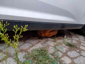 Araç Altına Sıkışan Yavru Köpeği İtfaiye Ekipleri Kurtardı