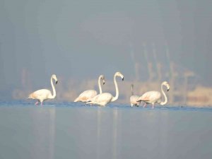 Onlar İ̇zmit Körfezi’nin Sevimli Misafirleri