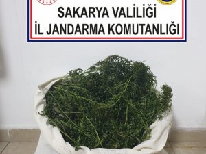Sakarya’da Uyuşturucu Operasyonu: 1 Gözaltı