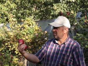 İ̇çi Kırmızı Elma Kanser Hastalarına Şifa