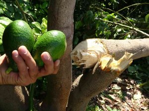 10 Yıllık Emek Gitti: Avokado Hırsızları Ağacı Baltayla Kesti