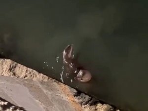 Nesli Tükenmekte Olan Su Samurları Silivri’de Görüntülendi