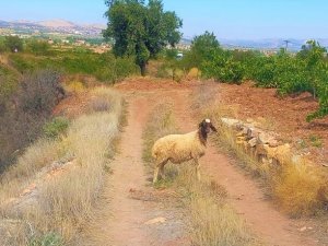 Sürüden Kopan Koyunu Tarım Görevlileri Buldu