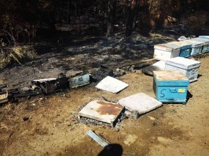 Marmaris’teki Yangında 1 Kişi Gözaltına Alındı