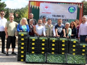 Yalovalı Çiftçilere Kışlık Pazı Ve Karalahana Fidesi Dağıtıldı