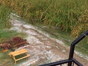 Çamardı’da Dolu Yağışı Elmalara Zarar Verdi