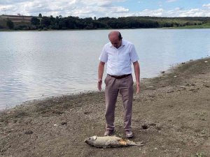 Balıklar Kıyıya Vurdu, Ölüm İddiaları Korkuttu