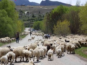 Yayla Mesaisini Tamamlayan Doğu Anadolu’daki Göçerler Dönüş Yolunda