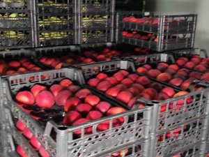 Meyvelerini Bu Şartlarda Saklayıp 2 Kat Daha Fazla Kazanıyorlar