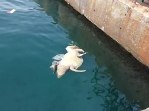 Didim Açıklarında Ölü Kaplumbağalar Kıyıya Vurdu