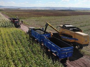 250 Bin Dekarlık Tohumluk Ayçiçeğin Hasadına Başlandı