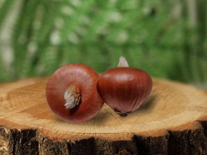 Tekirdağ Soğanı Tescillendi