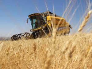 Tmo, Sivas’ta Cumhuriyet Tarihinin En Yüksek Alımını Yaptı