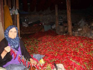 153 Yıldır Aynı Tohumdan Acı Kırmızıbiber Üretiyorlar