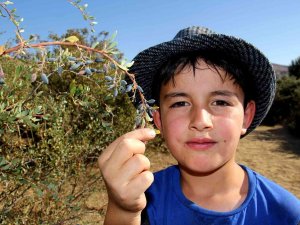 Şifa İçin Dikenli Çalıların Arasından Bin Bir Zorlukla Topluyorlar