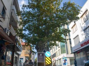 500 Yaşındaki Anıt Ağaç Kimliklendirildi