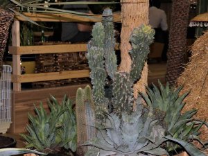 Payzajda Kuraklık Bitkilerine Dönüş