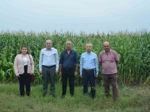 Silajlık Mısır Hasadı Devam Ediyor