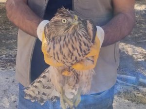 Yaralı Kerkenez Tedavi Altına Alındı