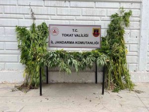 Ormanı Uyuşturucu Tarlasına Çevirdi