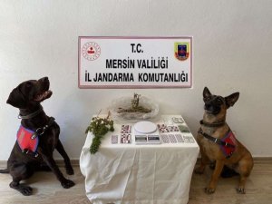 Mersin’de Uyuşturucu Operasyonu: 1 Tutuklama