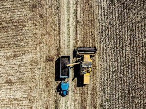 Çaykenarı Mahallesi’nde Ayçiçeği Hasadı Sevinci