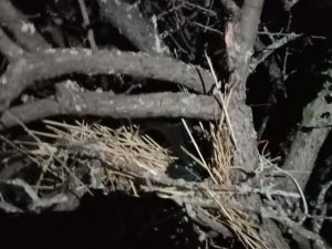 Elazığ’da Kaçak Avcı Denetiminde Bıldırcın Sesi Çıkaran Cihaz Ele Geçirildi