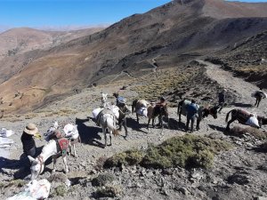 Vaski̇ Ekipleri Katırlarla Çıktığı 3 Bin 500 Metrede Çalışma Yaptı