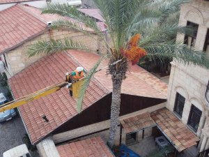 Tarihi "Hurmalı Konak"ta Hurma Hasadı