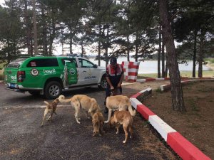 Jandarma Açlıktan Bitkin Düşen Sokak Hayvanlarını Besledi