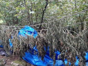 Ordu’da 13 Kilo 250 Gram Kurutulmuş Hint Keneviri Ele Geçirildi